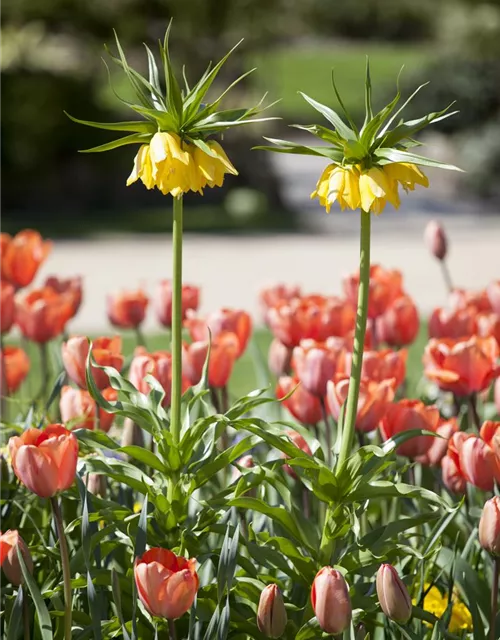 Fritillaria imperialis