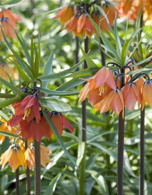 Fritillaria imperialis