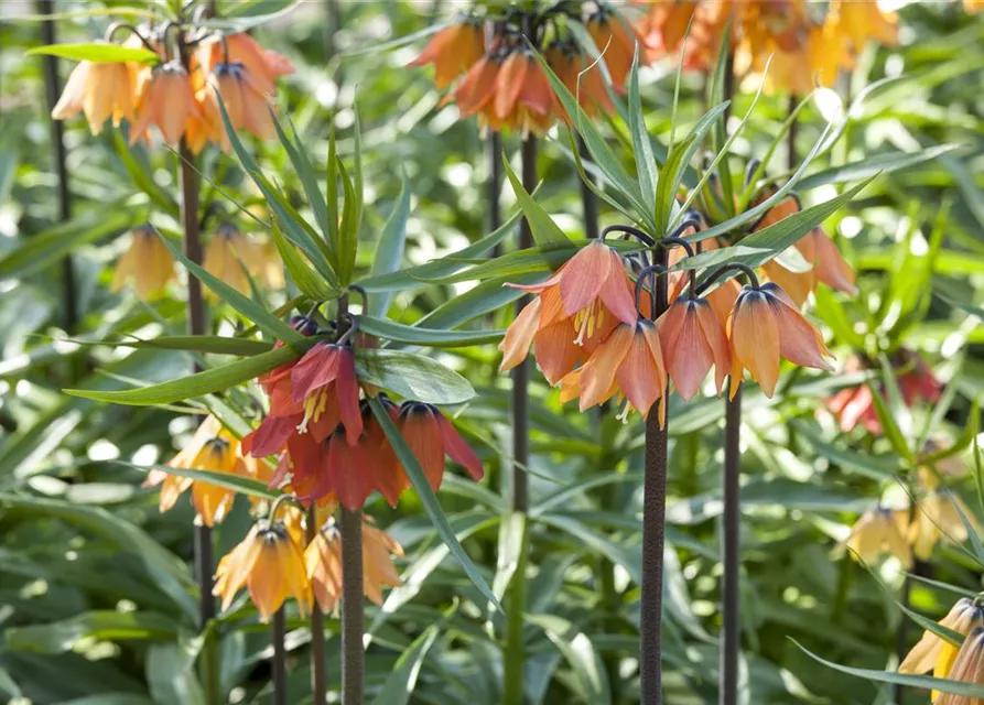 Fritillaria imperialis