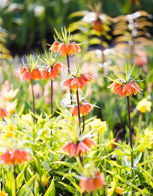 Fritillaria imperialis