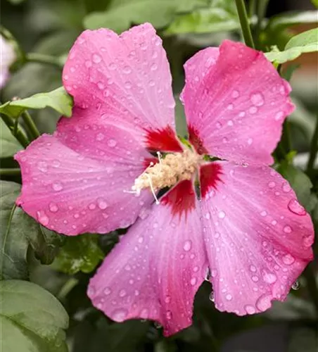 Hibiscus syriacus