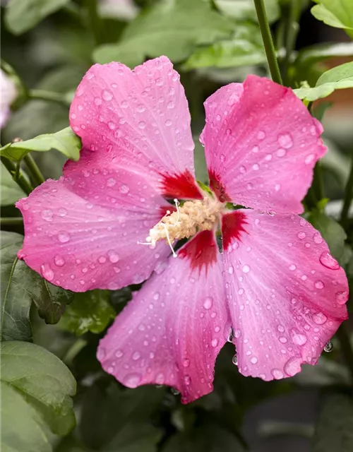 Hibiscus syriacus