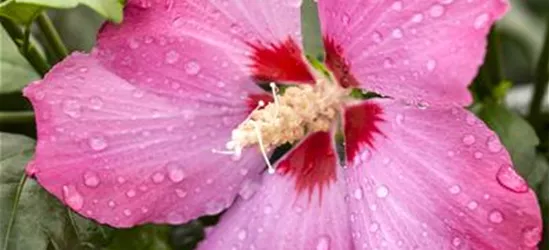 Hibiscus syriacus