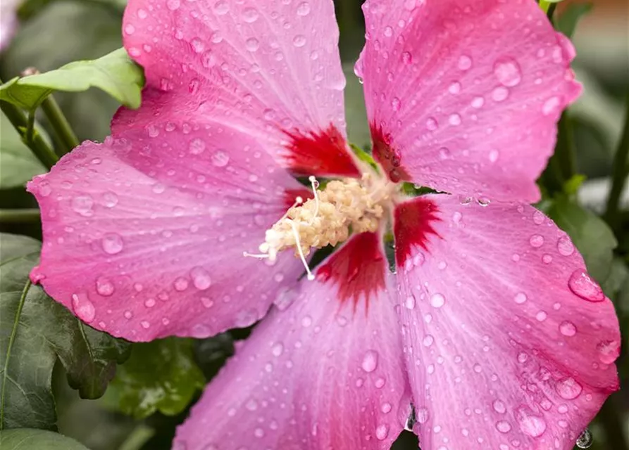 Hibiscus syriacus