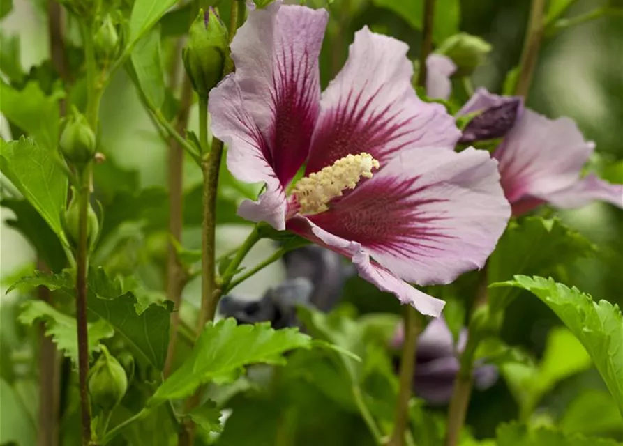 Hibiscus syriacus