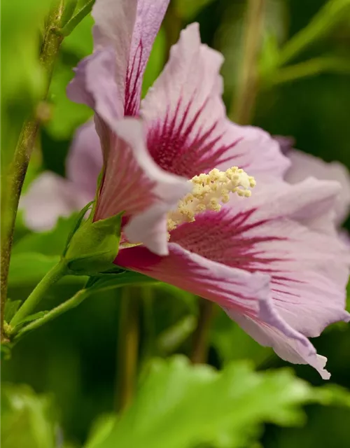 Hibiscus syriacus