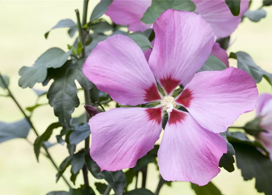 Hibiscus syriacus