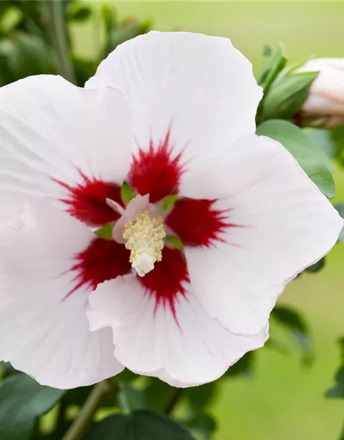 Hibiscus syriacus