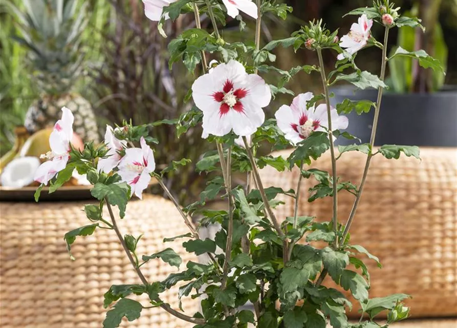 Hibiscus syriacus