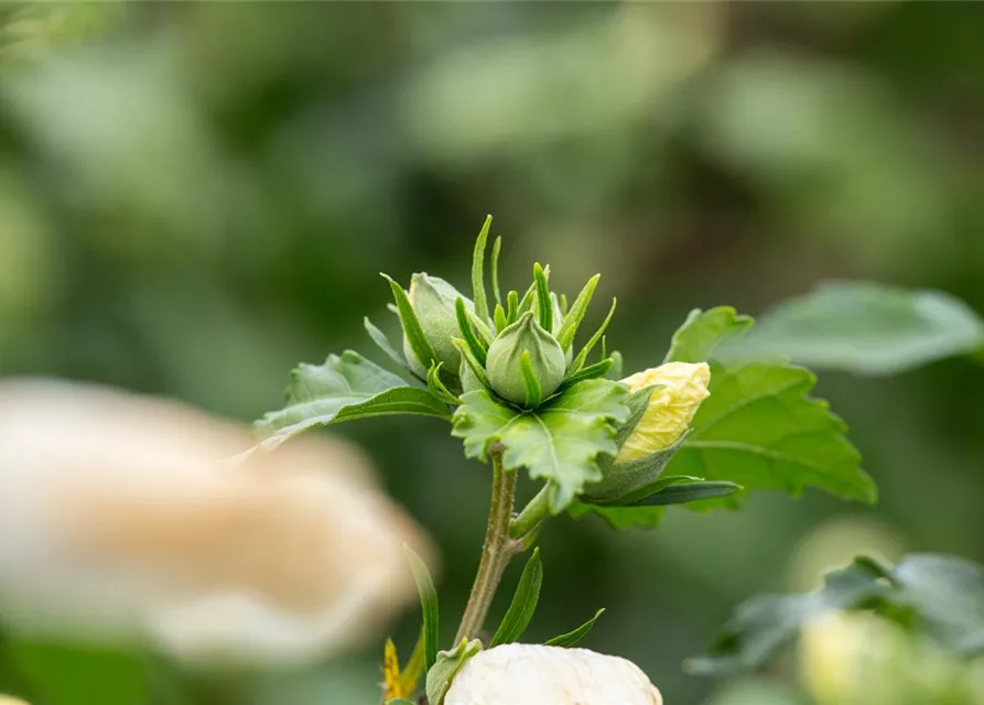 Hibiscus syriacus