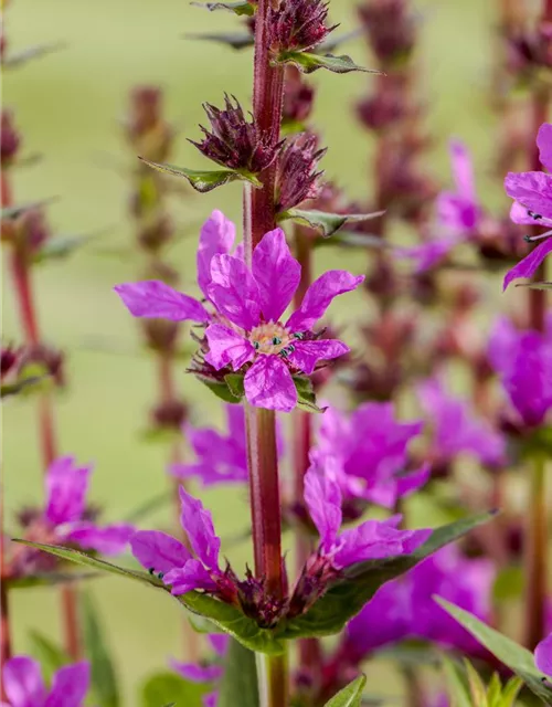 Lythrum salicaria