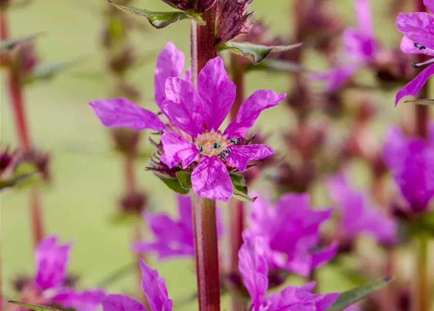 Lythrum salicaria