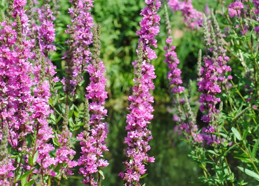 Lythrum salicaria