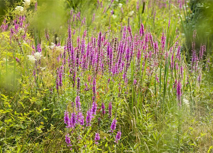 Lythrum salicaria