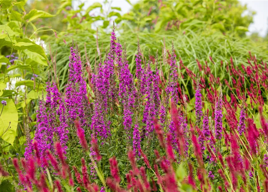 Lythrum salicaria