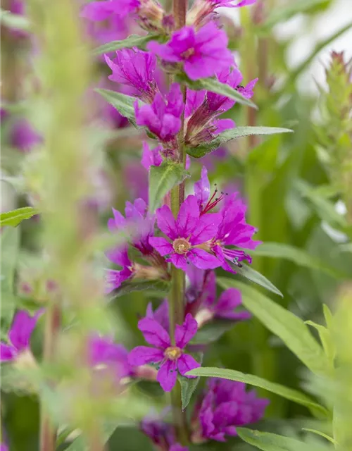 Lythrum salicaria