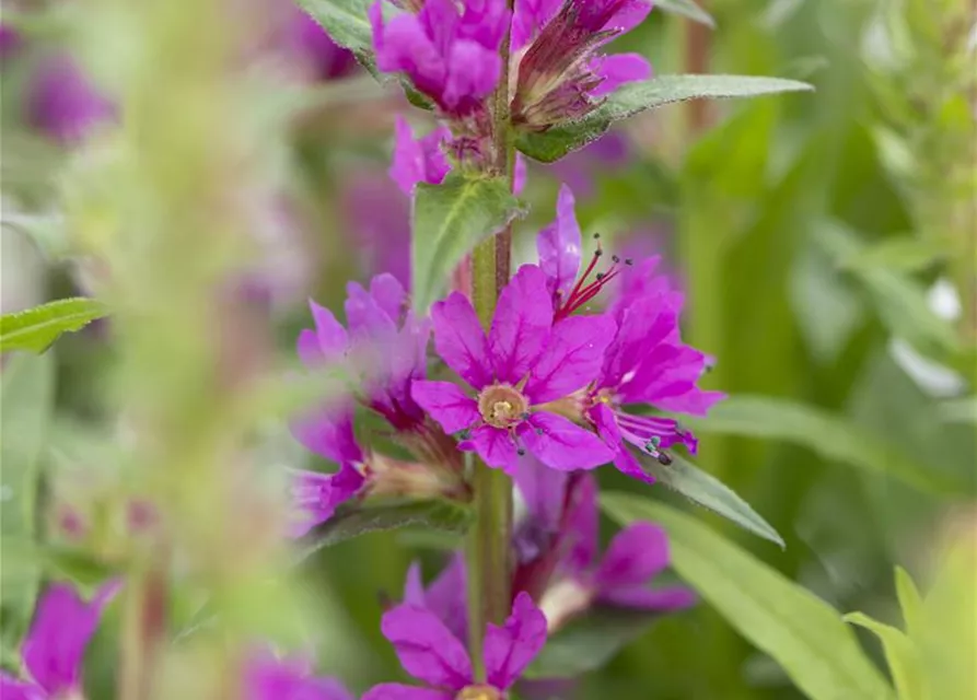 Lythrum salicaria