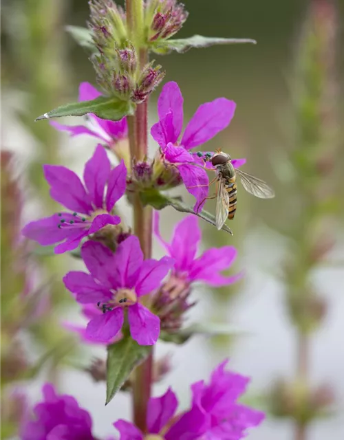 Lythrum salicaria