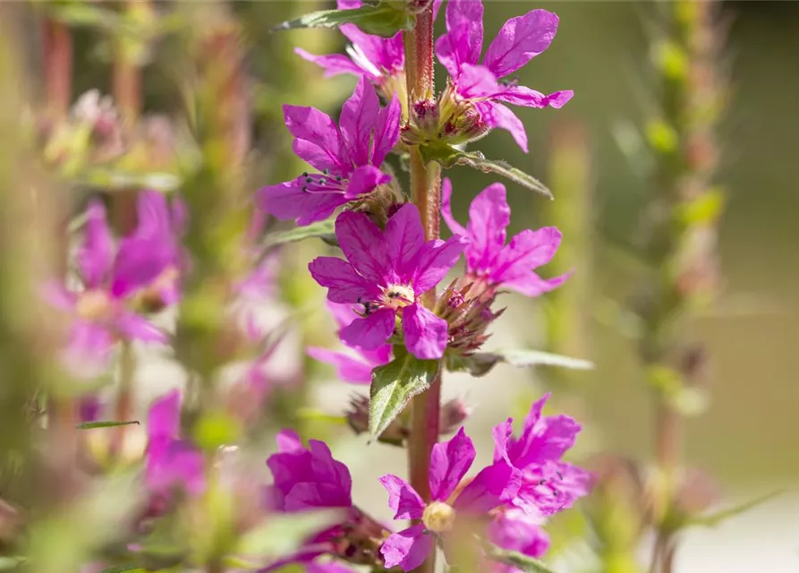 Lythrum salicaria