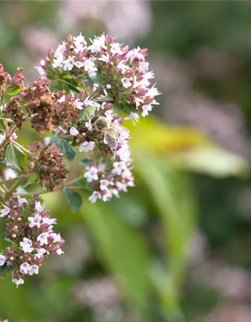 Origanum majorana