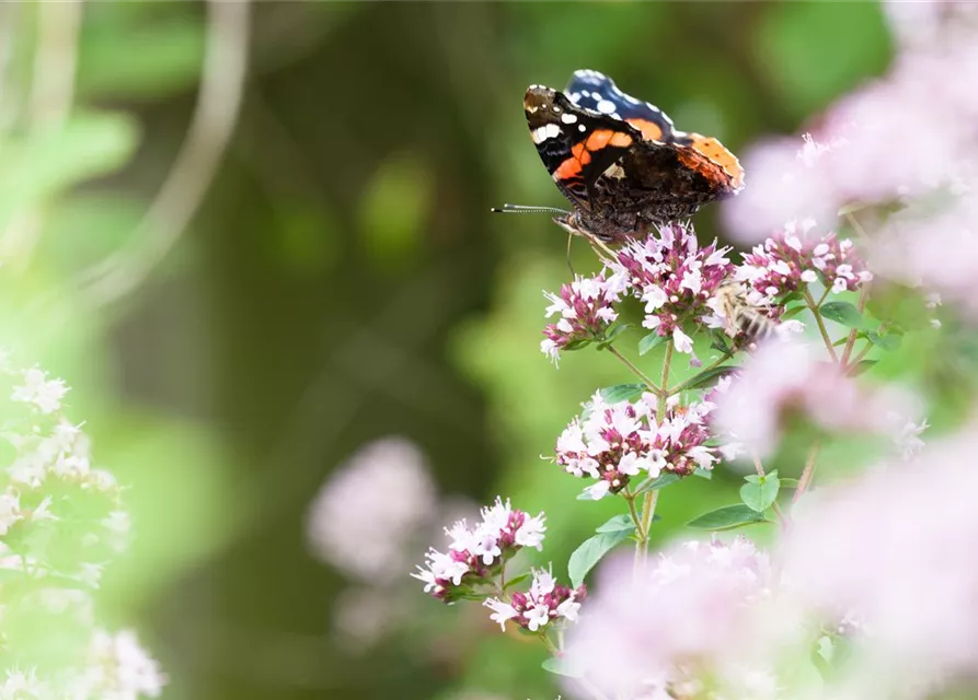 Origanum majorana