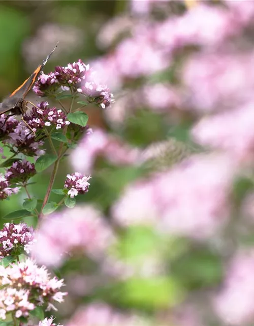 Origanum majorana