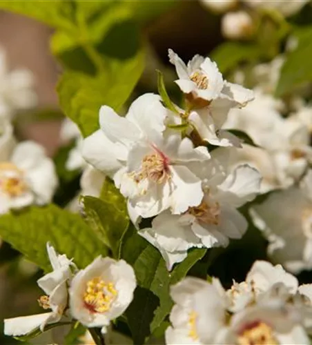 Philadelphus x virginalis