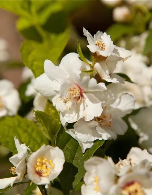 Philadelphus x virginalis