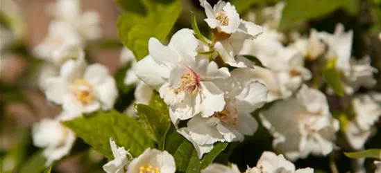 Philadelphus x virginalis