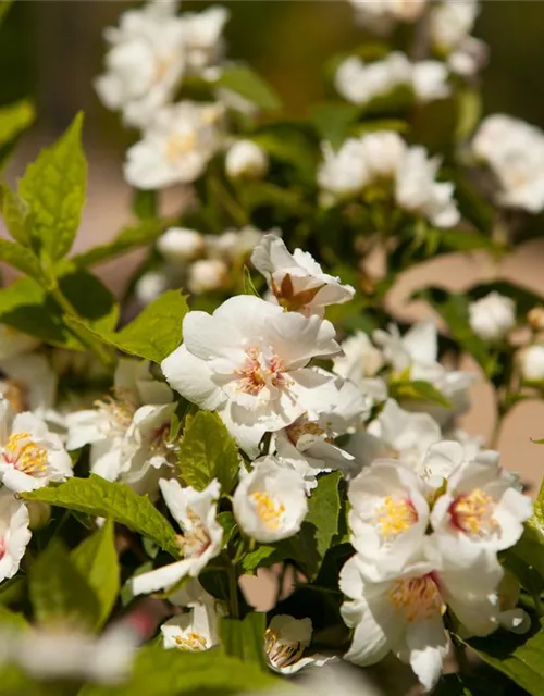 Philadelphus x virginalis