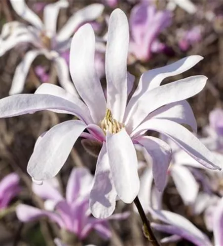 Magnolia liliiflora