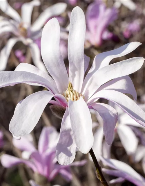 Magnolia liliiflora