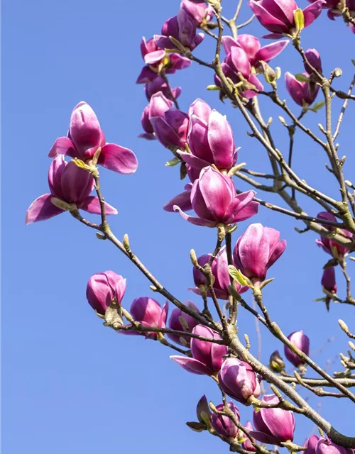 Magnolia liliiflora