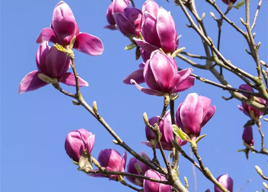 Magnolia liliiflora