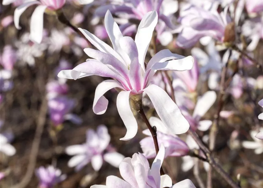 Magnolia liliiflora