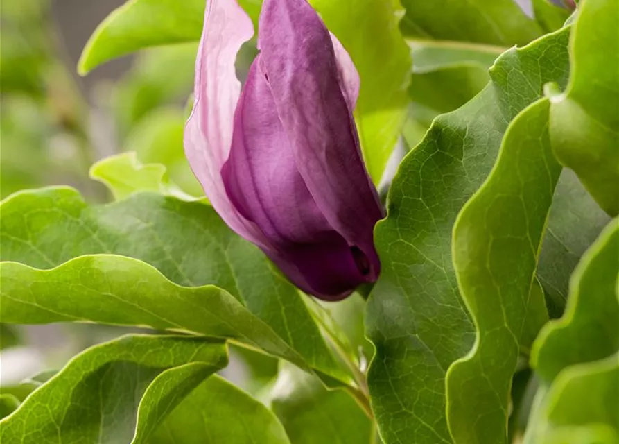 Magnolia liliiflora