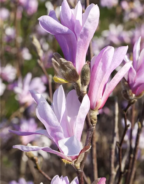 Magnolia liliiflora