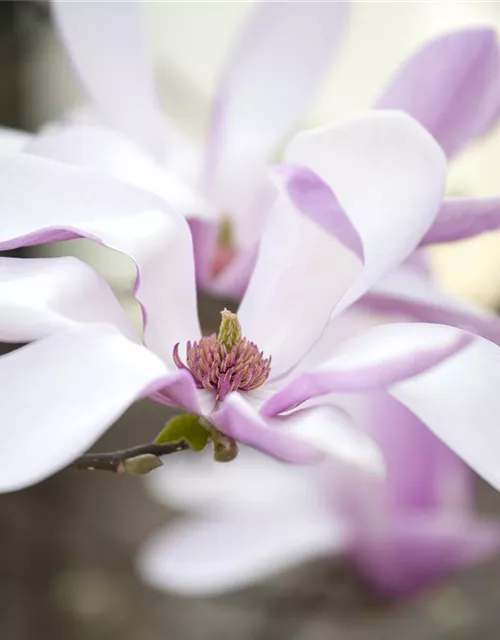 Magnolia liliiflora