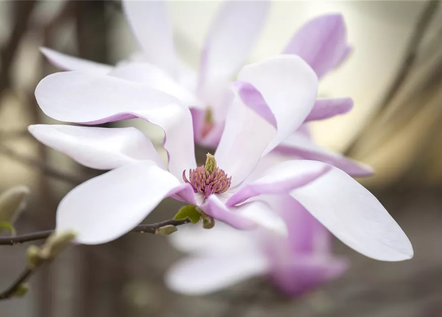 Magnolia liliiflora