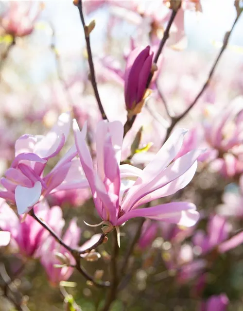 Magnolia liliiflora