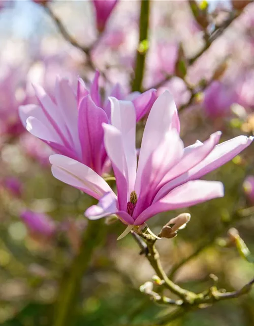 Magnolia liliiflora