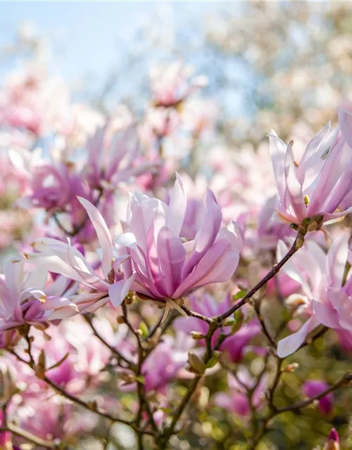 Magnolia liliiflora