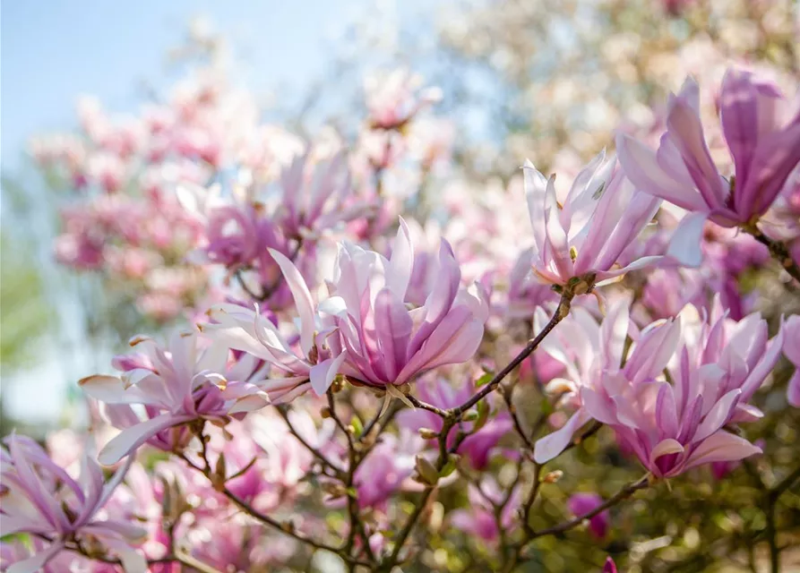 Magnolia liliiflora