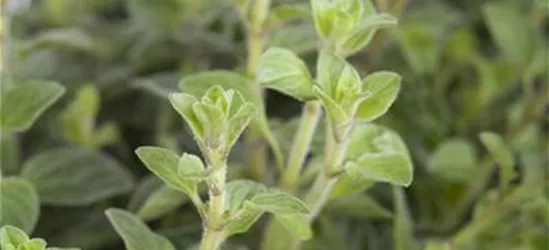 Origanum vulgare