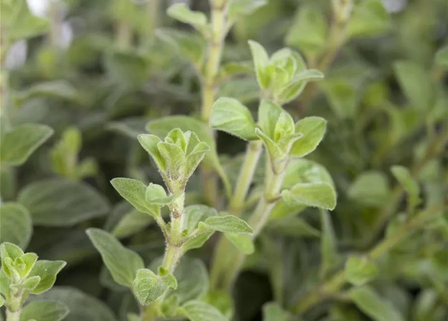 Origanum vulgare