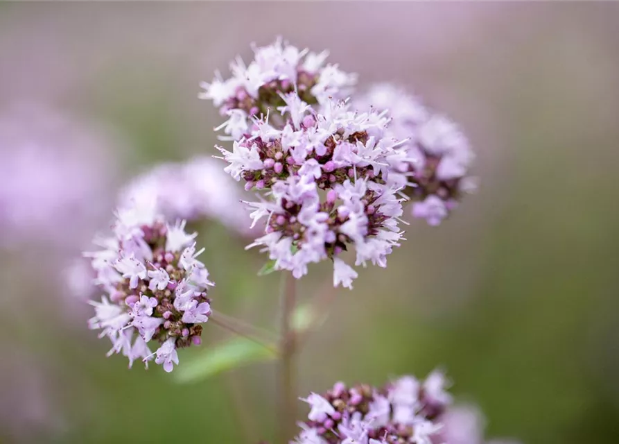 Origanum vulgare