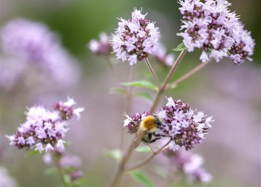 Origanum vulgare