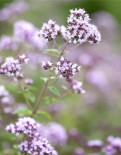 Origanum vulgare