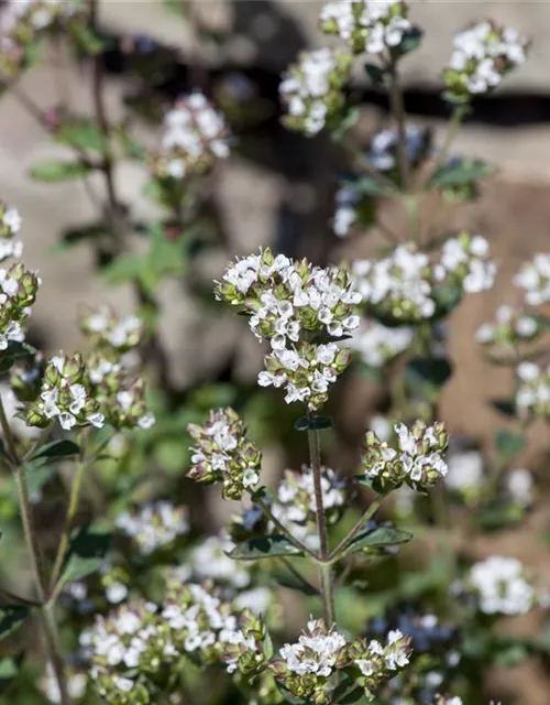 Origanum vulgare