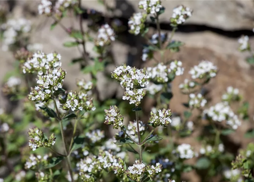 Origanum vulgare